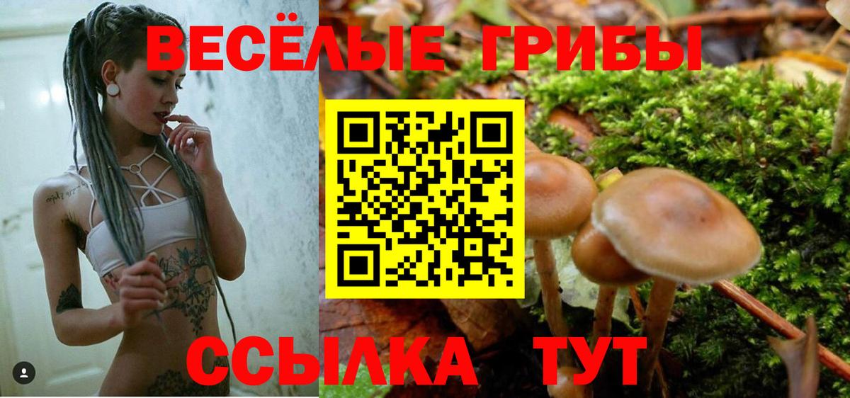 Псилоцибиновые грибы Psilocybe Сердобск